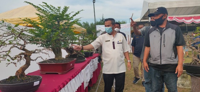 600 Pot  Bonsai  dari Tiga Perkumpulan Adu Kecantikan di 